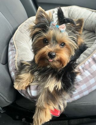 img 20250601 wa0035 img 20250601 wa0035